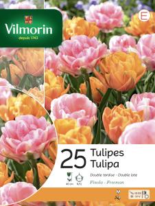 Tulipe Finola Double Tardive en Mélange (x25)